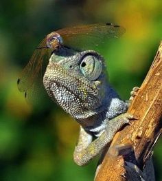 a close up of a lizard with a dragonfly on it's back end