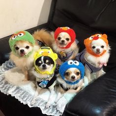 four small dogs are dressed in costumes on a black leather couch and one dog is wearing a hat