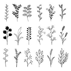 the different types of plants are shown in black and white