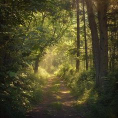 the sun shines through the trees on a path that runs through a wooded area