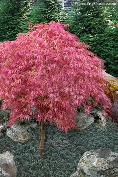 a small tree with red leaves in the middle of some rocks and plants around it