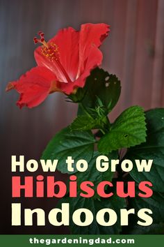 a red flower with the words how to grow hibiscus indoors