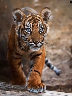 a small tiger walking across a dirt field