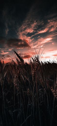 the sun is setting over a field of tall grass and plants in front of a cloudy sky