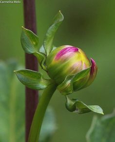 a pink flower bud with green leaves in the background