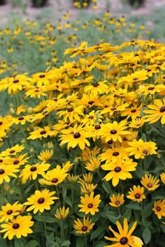 many yellow flowers are growing in the grass