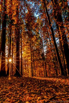 the sun shines through the trees in an autumn forest with leaves on the ground