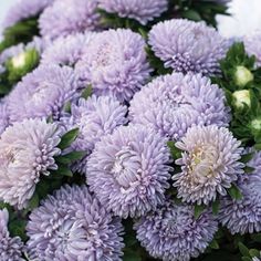 purple flowers with green leaves in the middle