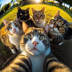 a group of cats sitting on top of a grass covered field next to each other