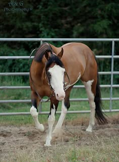 a brown and white horse standing in front of a metal fence with trees in the background