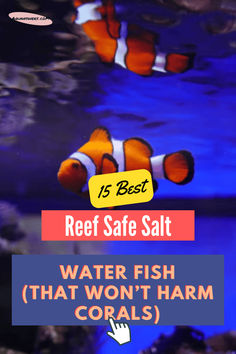 Here’s a scenario for you: You’ve invested in a good LED light that can grow some corals, and you don’t want to jeopardize everything with the wrong aquarium livestock.

For such occasions, I’ve created a list of attractive, reef-safe fish that you can reliably keep in your tank,

#reef #saltwatertank #reeftank #saltwateraquarium #allmymoneygoestocoral #reefaquarium #reefers #reefaddict #reefporn #coralreef #aquarium #coralreeftank #reeflife #corals #fishtank #coralporn #reefer #eatsleepreef Saltwater Tank, Reef Aquarium, Saltwater Fishing, Coral Reef