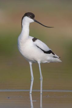 a black and white bird standing in the water with its long beak sticking out, looking for food