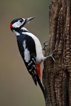 a red and white bird perched on the side of a tree trunk with its mouth open