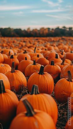 a field full of orange pumpkins sitting on top of hay