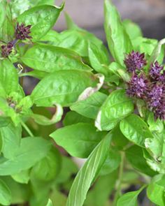 some green leaves and purple flowers on a plant