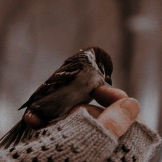 a small bird perched on top of someone's hand wearing a knitted mitt