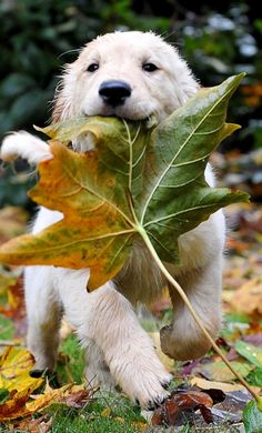 a white dog carrying a leaf in its mouth