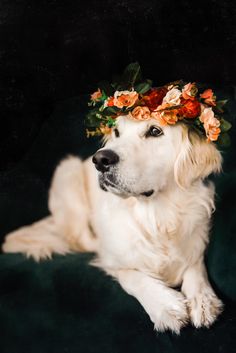 a white dog laying down wearing a flower crown on its head and looking at the camera