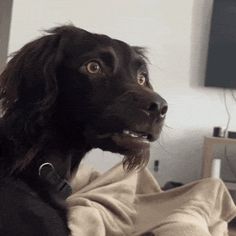 a black dog sitting on top of a bed next to a tv monitor and blanket