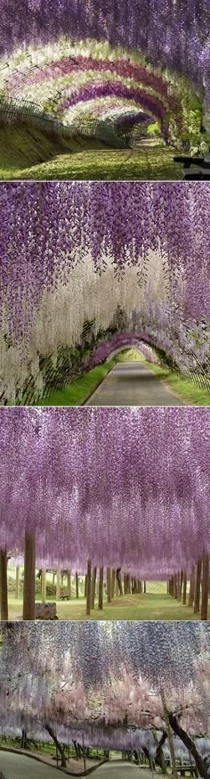 four different images of trees with purple and white flowers hanging from the branches in front of them