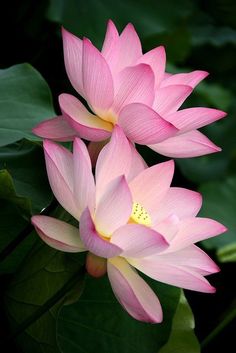 two pink lotus flowers with green leaves in the foreground and one yellow flower at the far end