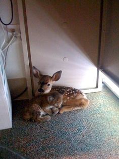 a baby deer laying on the floor next to an open door with caption that reads, this fawn and bolt were found in an office together guiding under a desk after a forest fire