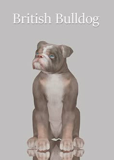 an image of a dog sitting down with the words british bulldog on it's back