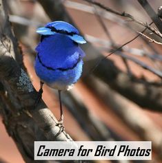 a blue bird sitting on top of a tree branch with the words camera for bird photos above it