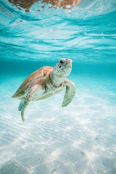 Valentines Resort and Marina | Excursion Sea Life Wallpaper, Harbour Island Bahamas, Ocean Underwater, Cute Summer Wallpapers, Ocean Photos, Beautiful Sea Creatures