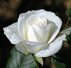 a white rose with water droplets on it