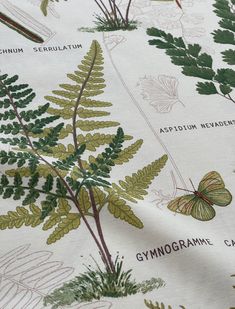 a close up view of some plants and leaves on a white background with green lettering