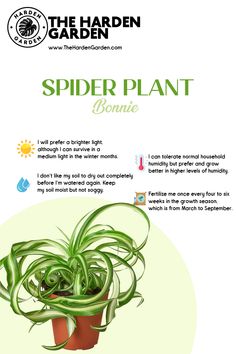 a spider plant is growing in a pot with the caption's description below it