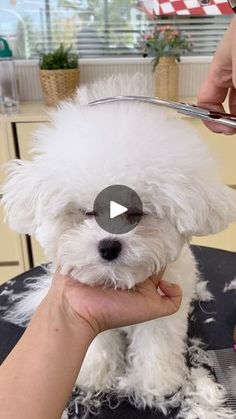 a small white dog getting his hair cut