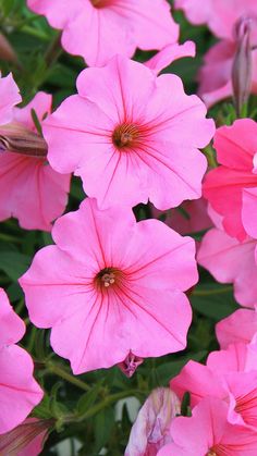 pink flowers are blooming in the garden