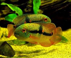 two red and black fish in an aquarium