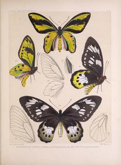 four different types of butterflies on a white background with black and yellow wings, all facing the same direction