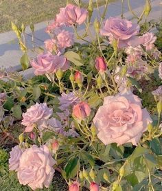 pink roses are blooming in the grass next to a sidewalk and street curb area