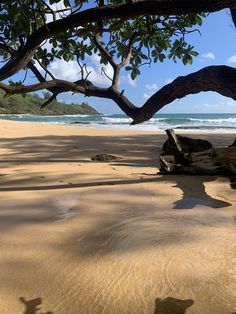 a tree that is sitting on the beach