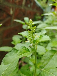 a close up of a plant with leaves and flowers in the foreground, near a brick wall