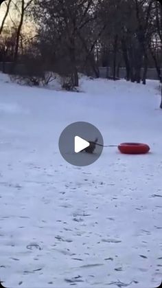 a dog pulling a frisbee in the snow