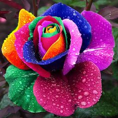 a multicolored rose with water droplets on it