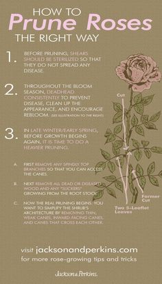 how to prune roses the right way with instructions on how to prune flowers