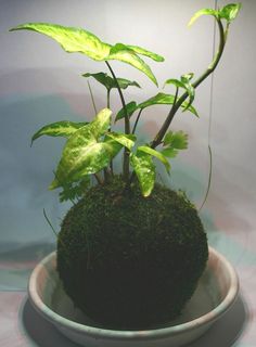 a potted plant with green leaves in it