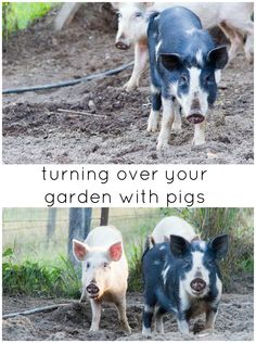 two pigs are standing in the dirt and one pig is looking at the camera with its eyes open