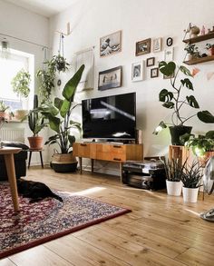 a living room filled with lots of potted plants next to a flat screen tv