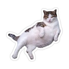 a white and gray cat laying on its back with it's legs spread out