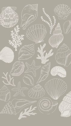 an assortment of sea shells on a gray background