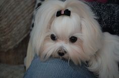 a small white dog with a black bow on its head sitting in someone's lap