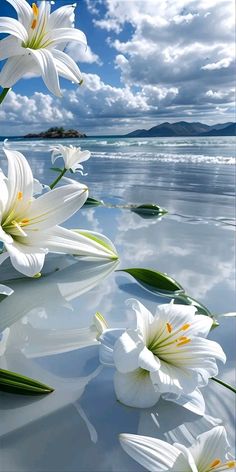 white flowers floating in the water on a sunny day with blue sky and clouds behind them