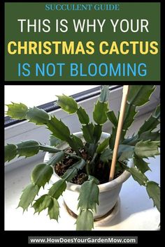 a potted plant with the words, this is why your christmas cactus is not blooming